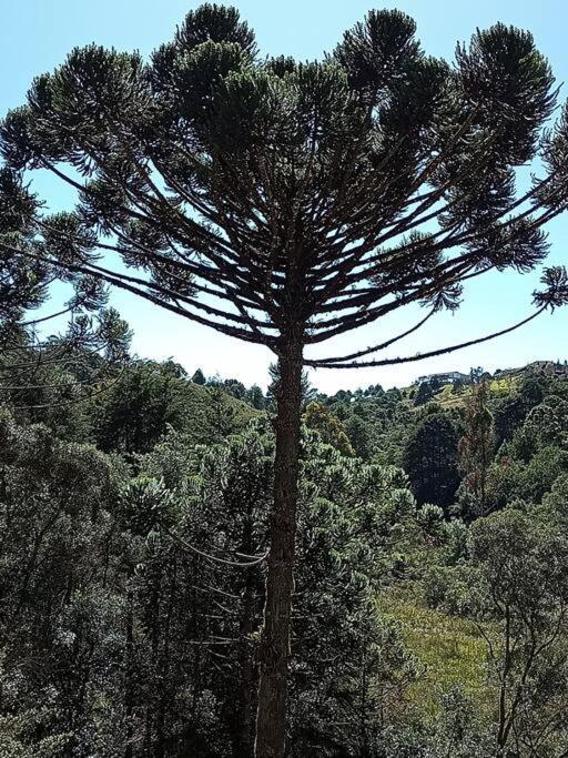 Morada Da Araucaria Campos do Jordão
